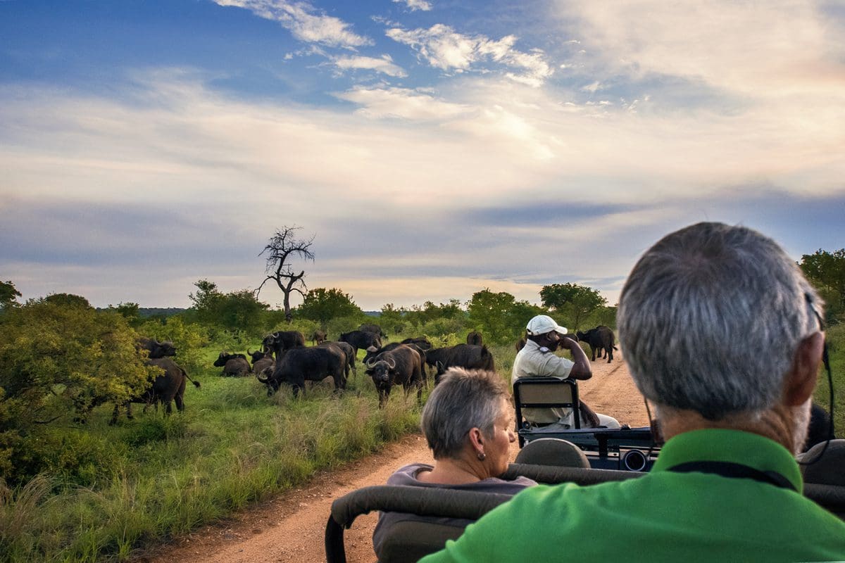 Viewing buffalo on a Kruger National Park game drive