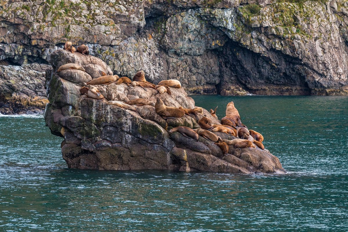 Colony of steller sea lions on islet in Resurrection Bay, Alaska