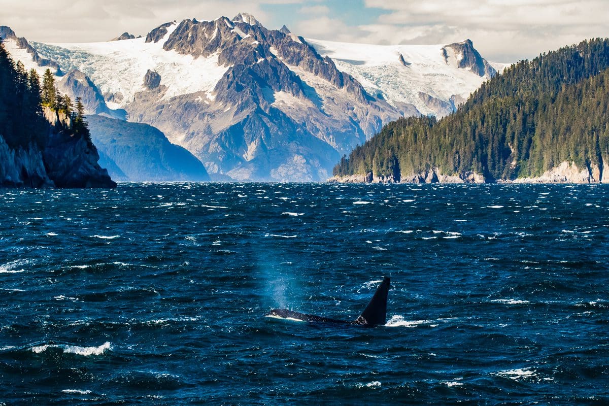 Orca breaching beneath the high mountain glaciers of Northwestern Fjord in the Kenai Fjords National Park