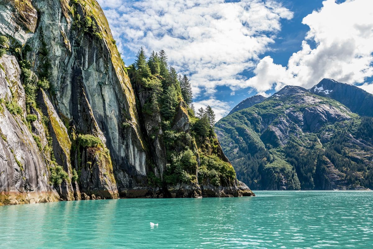 Pine trees climb upward along a sheer granite cliff wall along Tracy Arm Fjord in Alaska