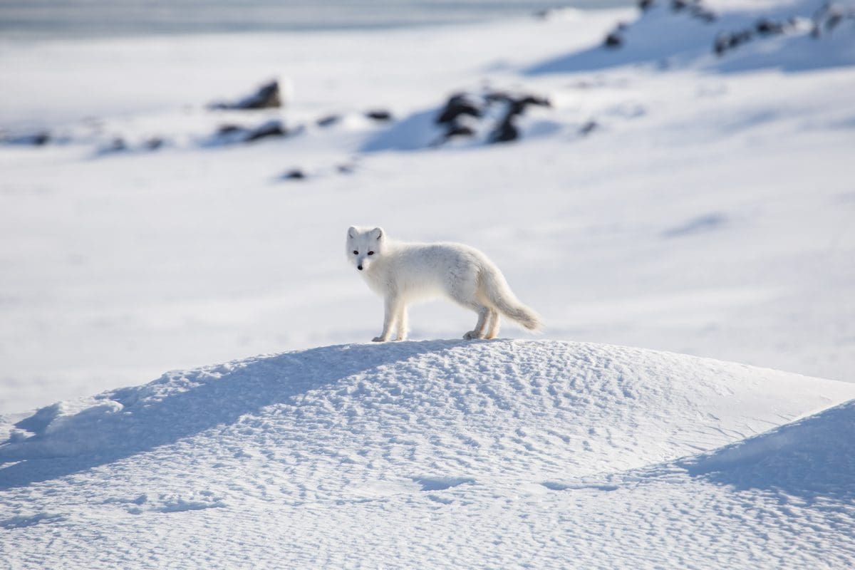 Arctic fox in Spitsbergen, Norway