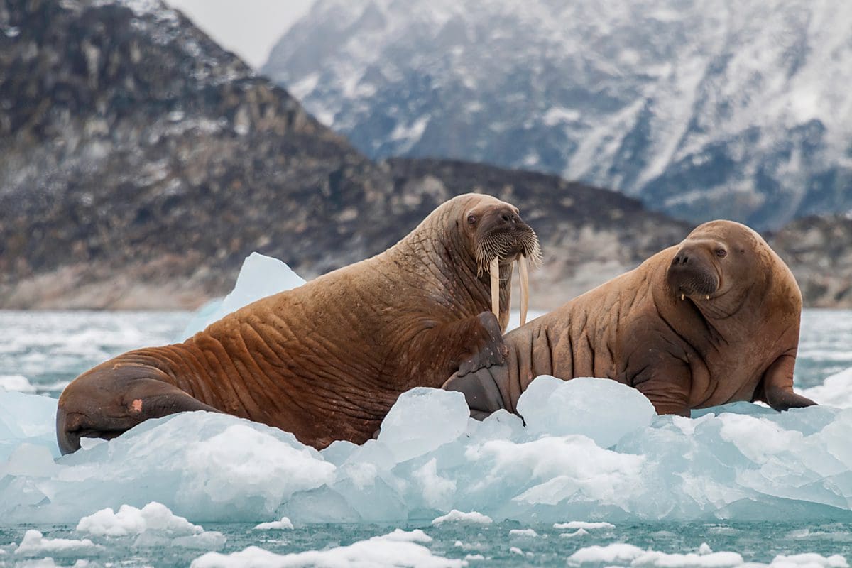 Walrus in the fjords of eastern Greenland