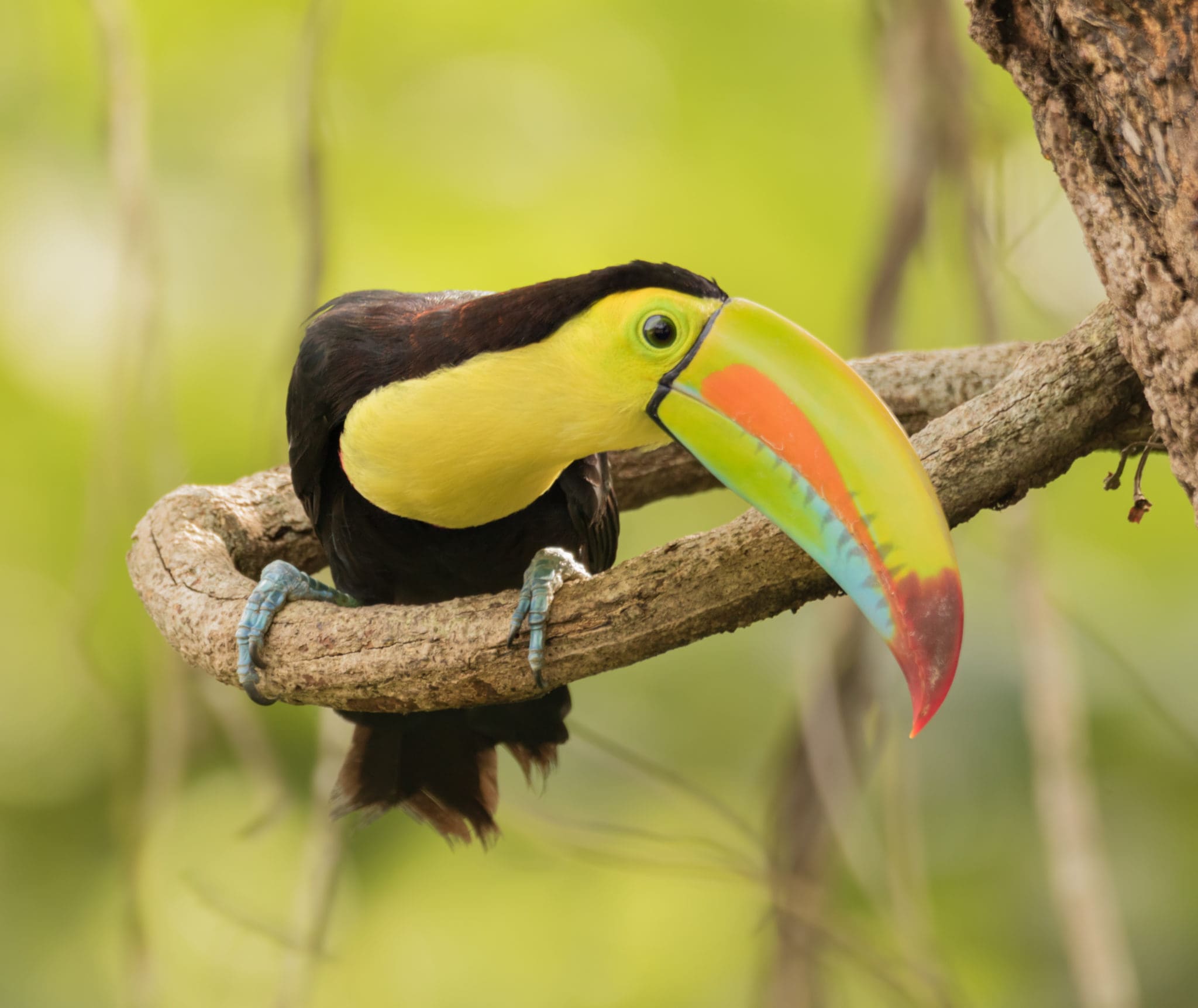 Wildlife, holidays to Panama