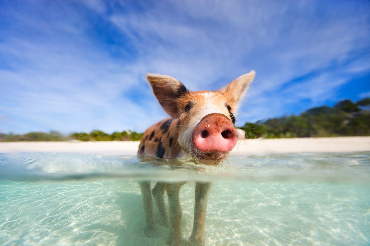 One of the famed little piglets of Exumas, Bahamas