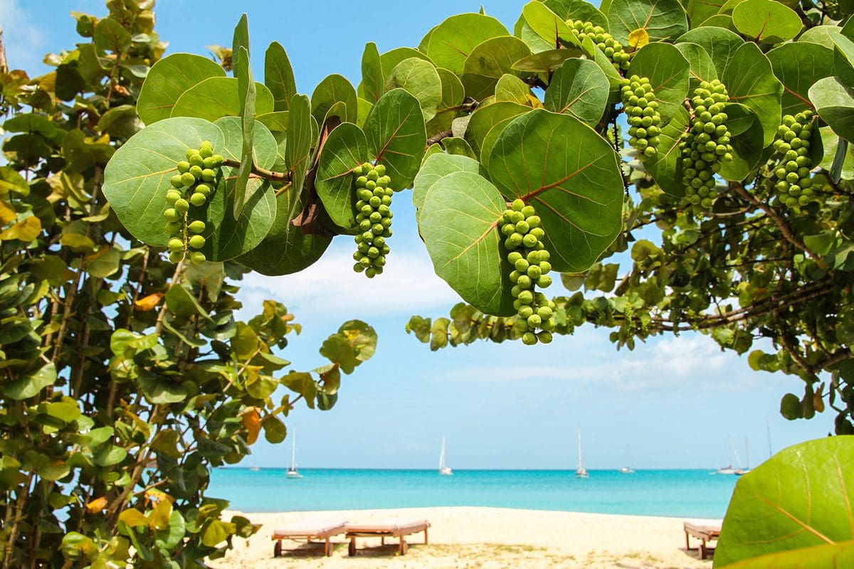 Sea grapes on the beach - Simply Antigua Barbuda