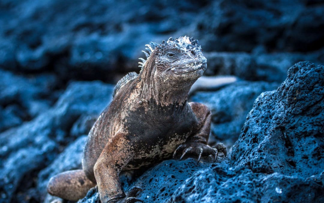 The Galapagos Islands