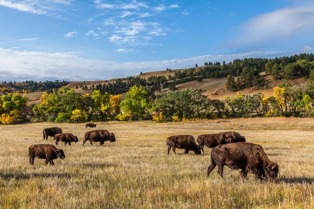 American buffalo herd, Custer State Park in South Dakota