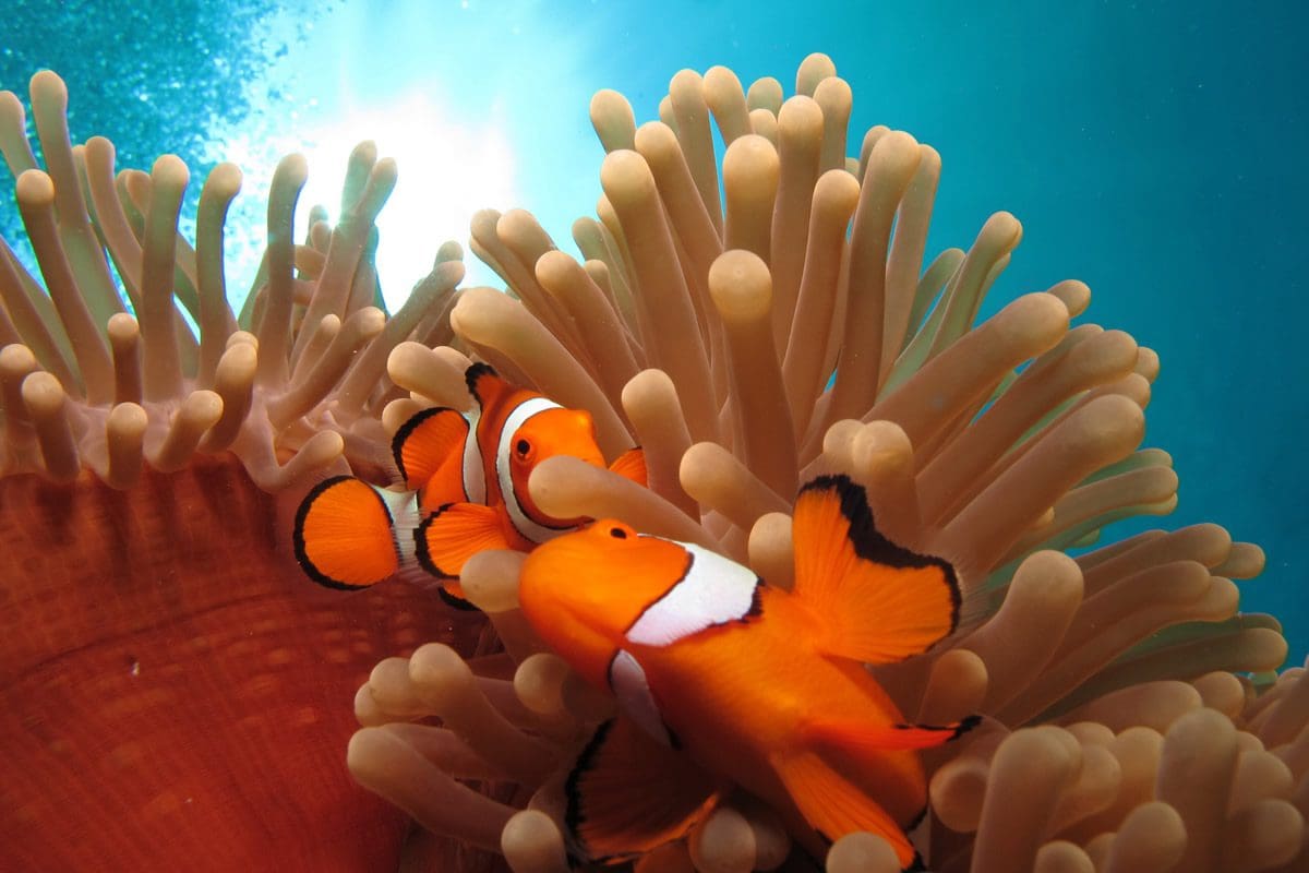 Clownfish in the Great Barrier Reef - Tourism Port Douglas & Daintree