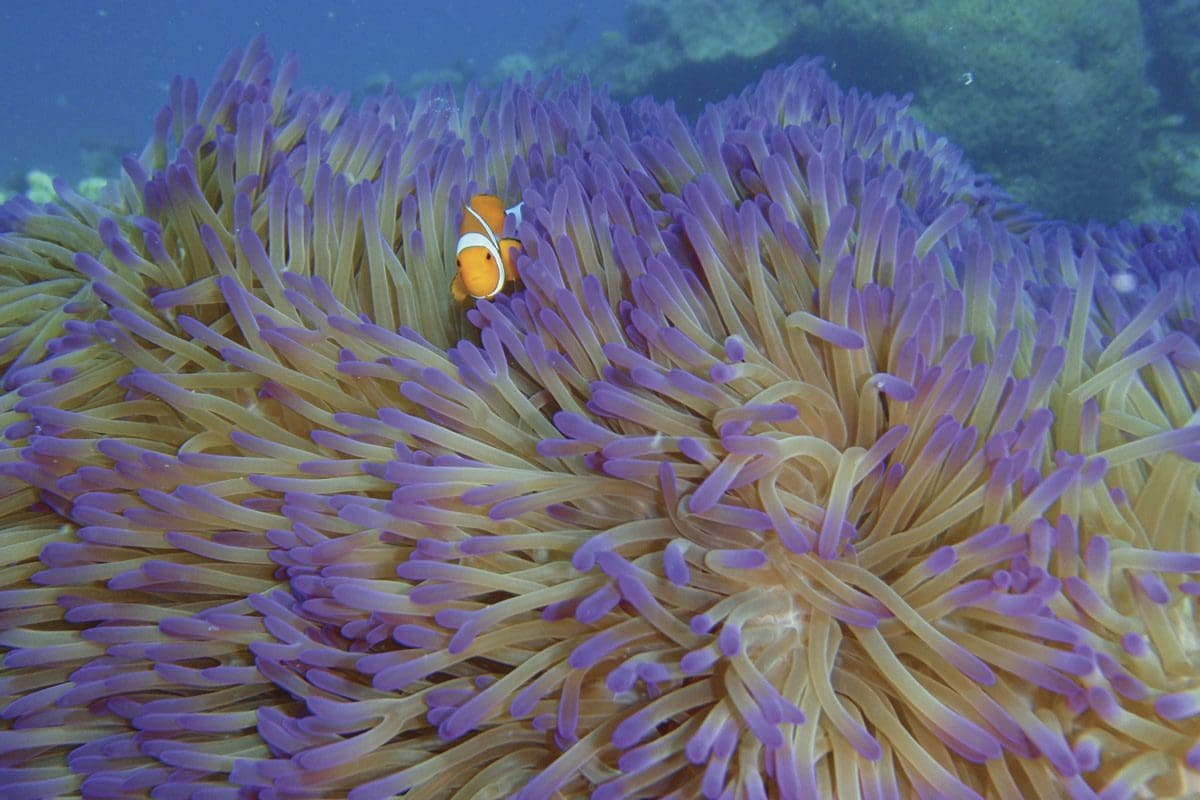 Clownfish in Mackay Reef, Great Barrier Reef - Tourism Port Douglas and Daintree