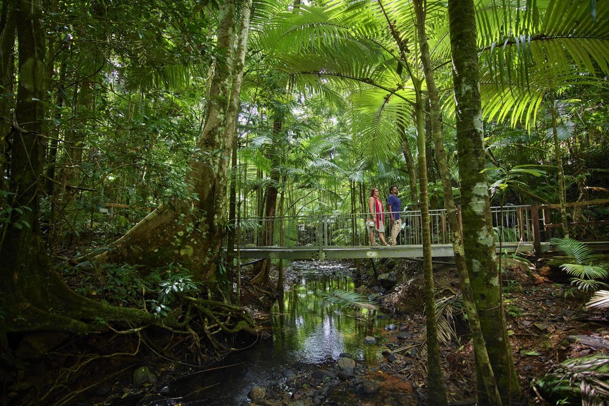 Crossing a boardwalk over a creek in Daintree Discovery Centre, Tropical North Queensland - Tourism Australia