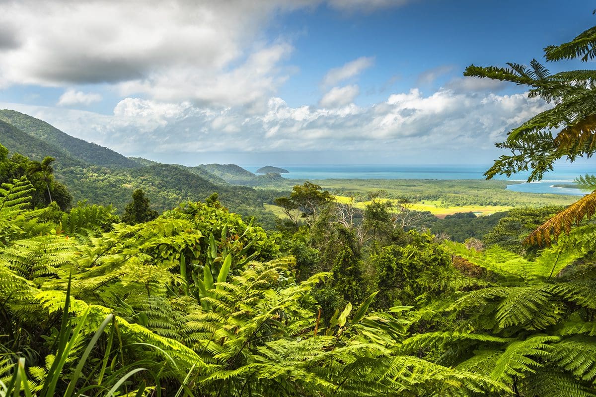 Daintree Rainforest and coastal view