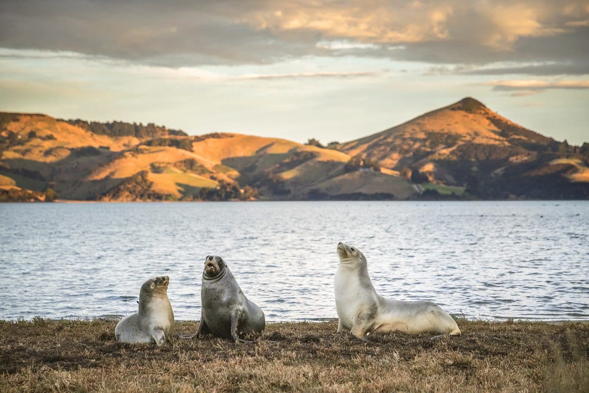 Dunedin Seals, Otago - Tourism NZ/Miles Holden