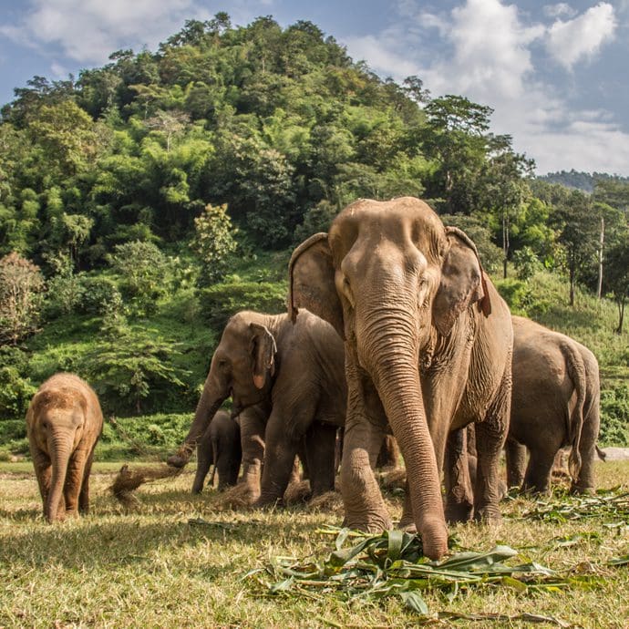 Elephant Nature Park, Chiang Mai