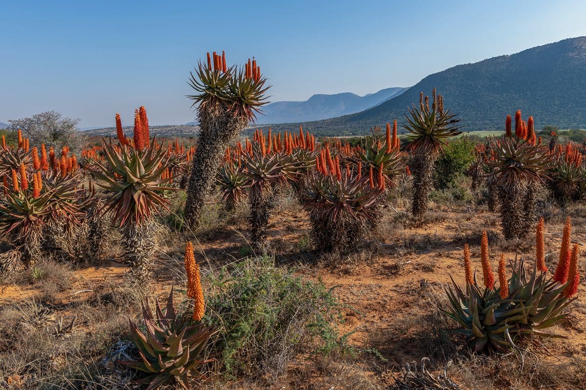 Forest of aloe in the Karoo region of South Africa