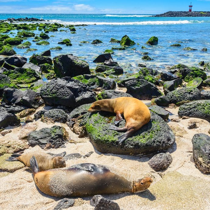 Fur seals of the Galapagos Islands