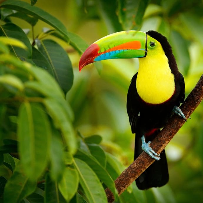 Keelbilled toucan in Costa Rica