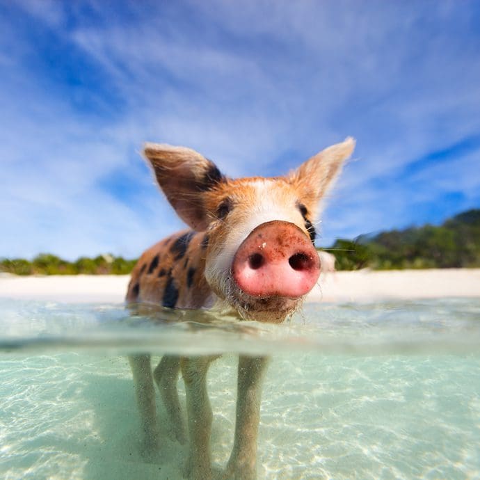 One of the famed little piglets of Exumas, Bahamas