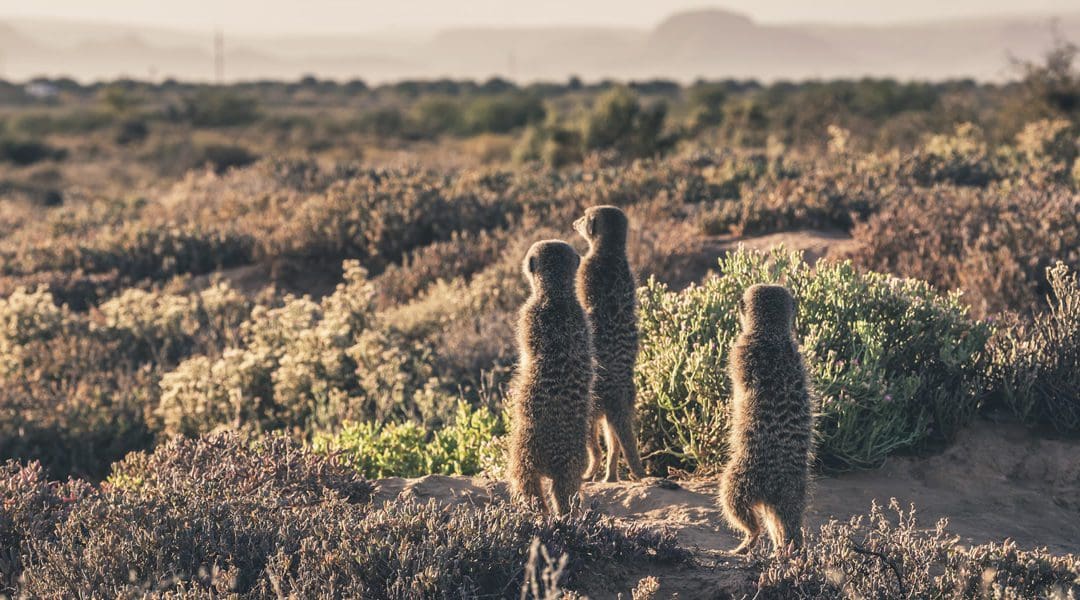 West Coast & Northern Cape Karoo
