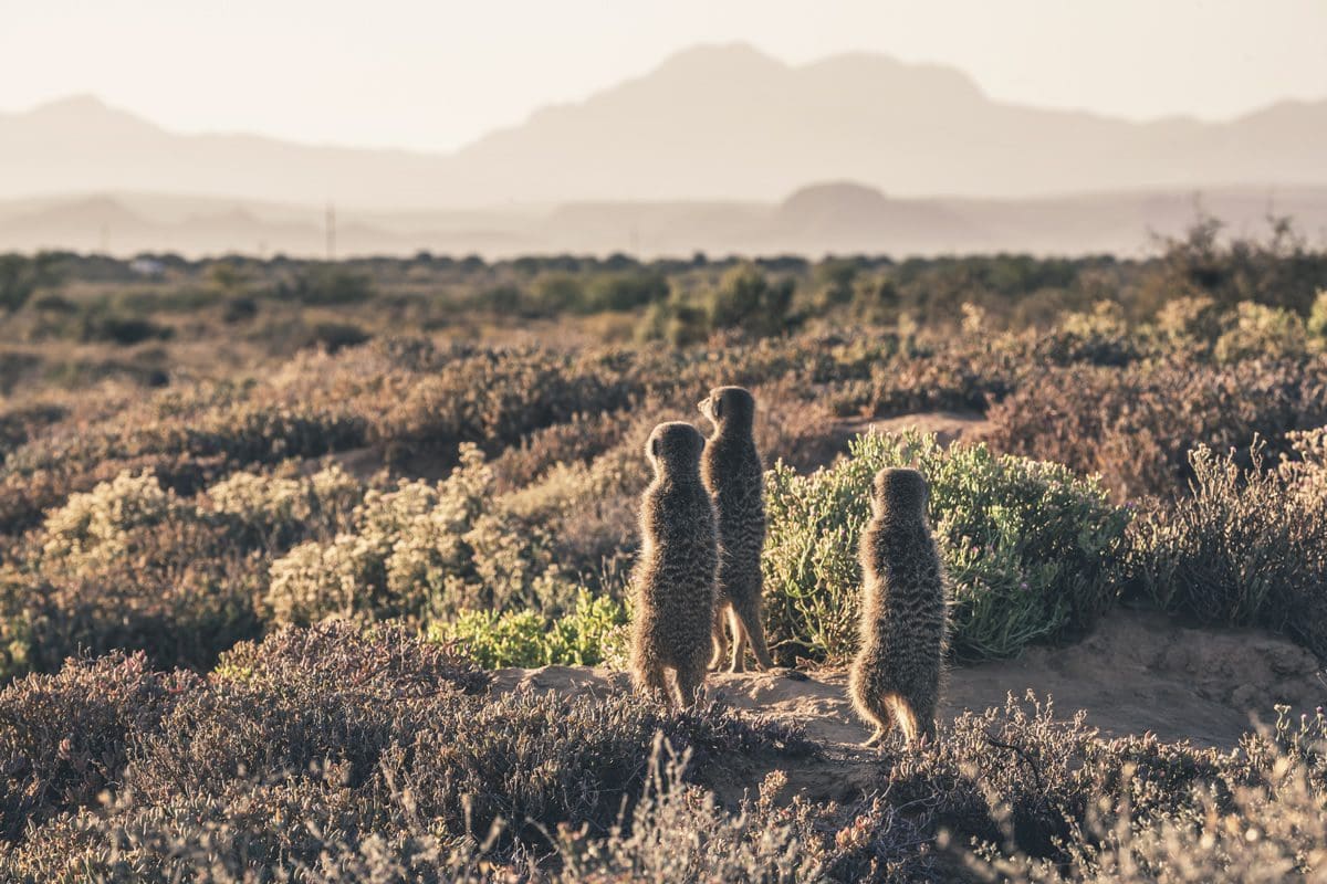 Meerkats in the Western Cape