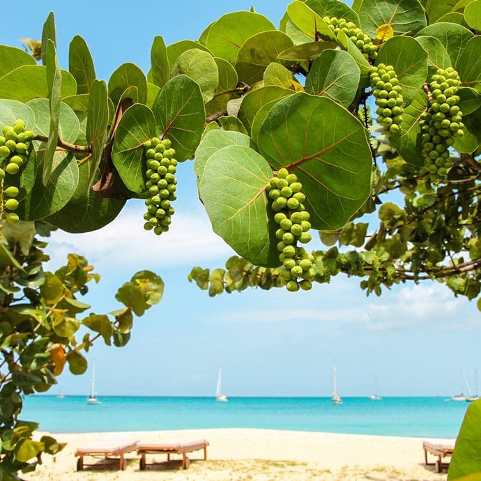 Sea grapes on the beach - Simply Antigua & Barbuda