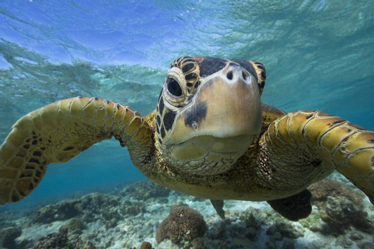 Sea turtle off Lady Elliot Island, Queensland - Sean Scott Photography