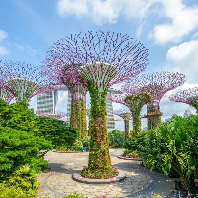 'Supertrees' in Singapore's Grove Gardens