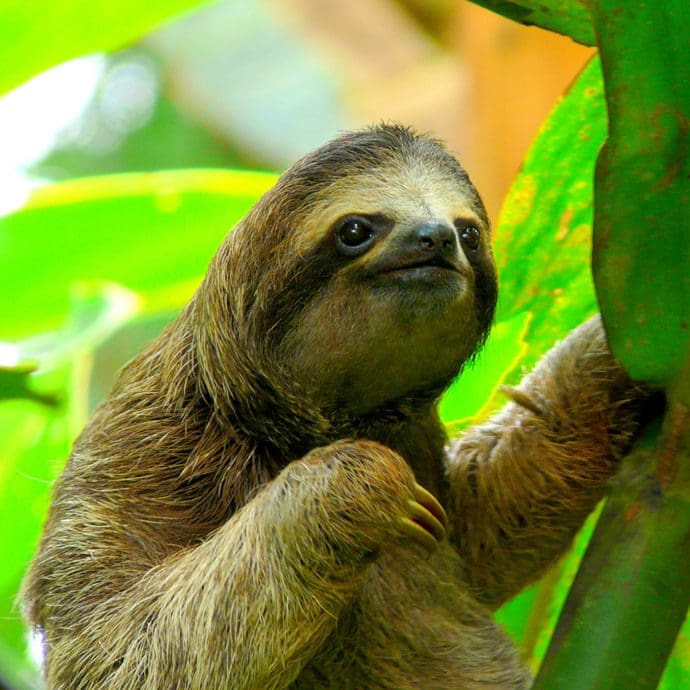 Sloth of Costa Rica Sloth of Costa Rica