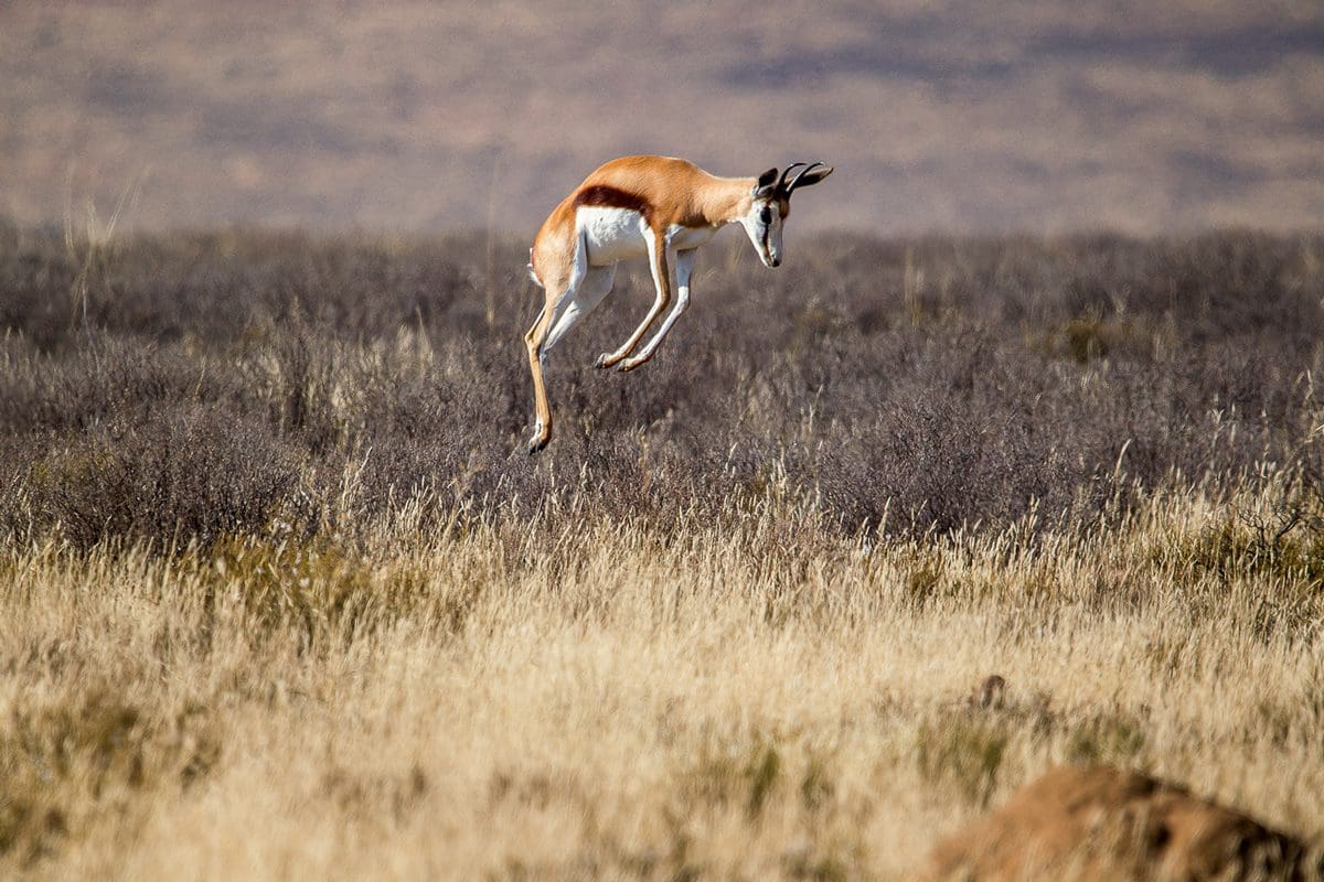 Springbok jumping in the Karoo landscape of Mountain Zebra National Park