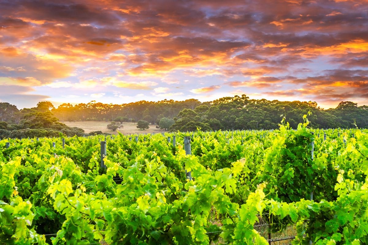 Vineyard in the Margaret River