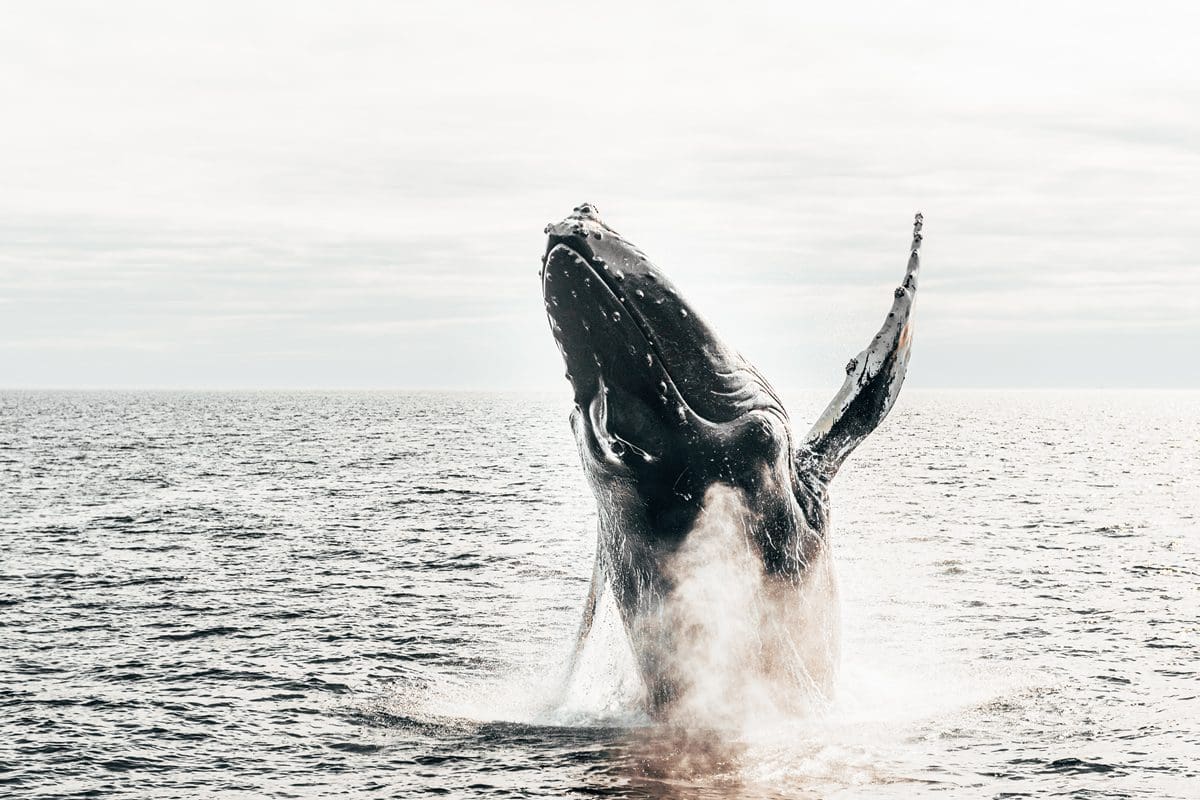 Whale breaching - New Brunswick Tourism/Jon Billings
