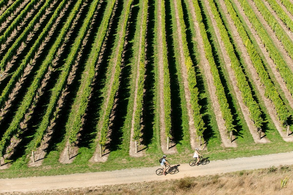 Bike ride through the vineyards of Marlborough