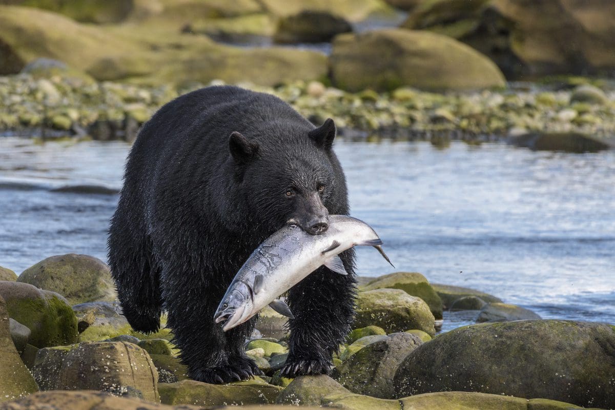 Black Bear with Fish, Port Hardy, Vancouver Island - Destination BC/Yuri Choufour