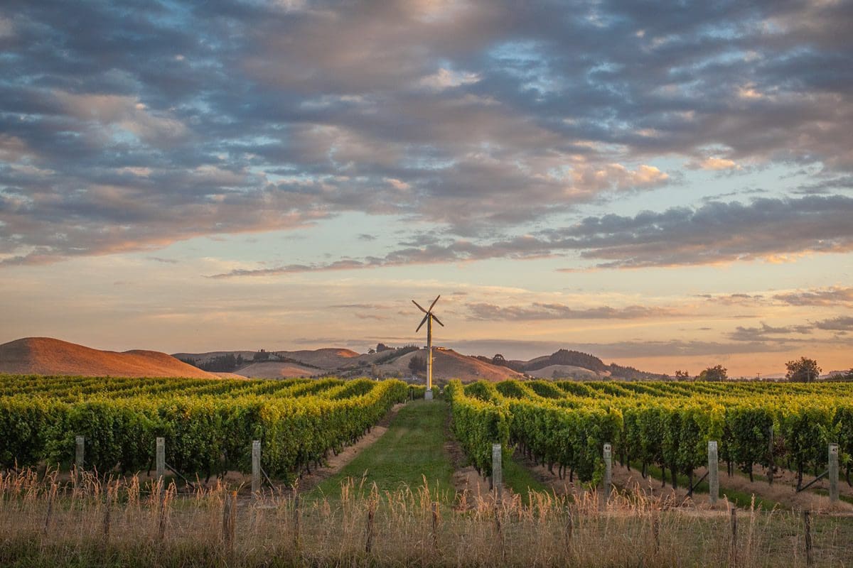 Grape vines in Hastings - Hawkes Bay Tourism/Kirsten Simcox