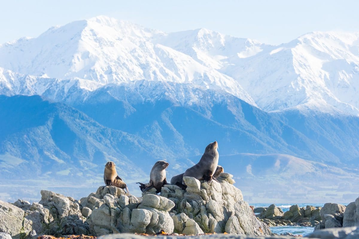 Kaikoura, Canterbury fur seals - Tourism New Zealand/Kyle Mulinder