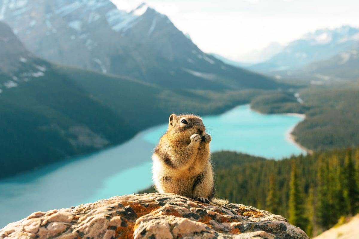 Squirrel above Peyto Lake in Banff - Stevin Tuchiwsky