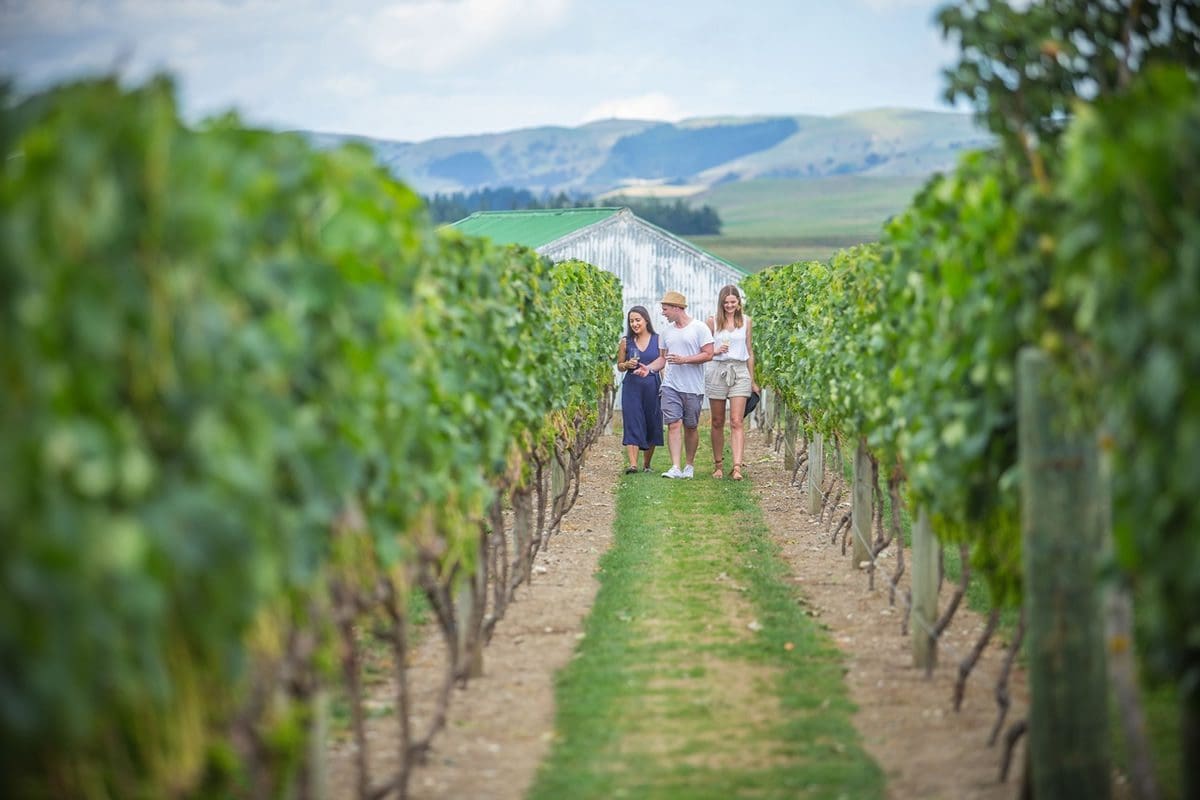 Walking through a vineyard in Wairarapa - NZ Tourism