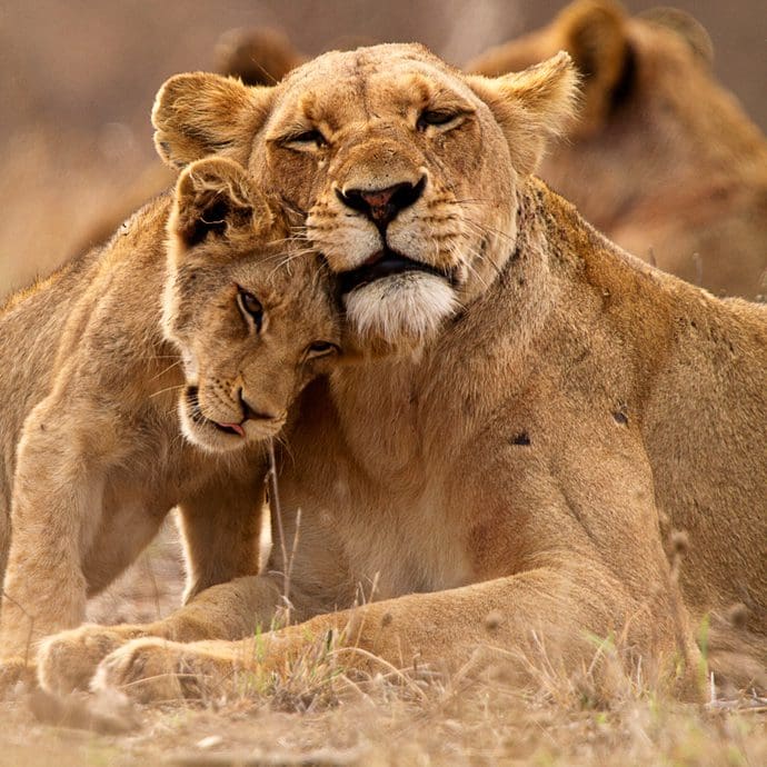 Lioness and cub, Kruger National Park, South Africa
