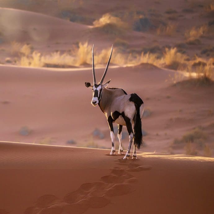 Solitary oryx in the Namib Desert