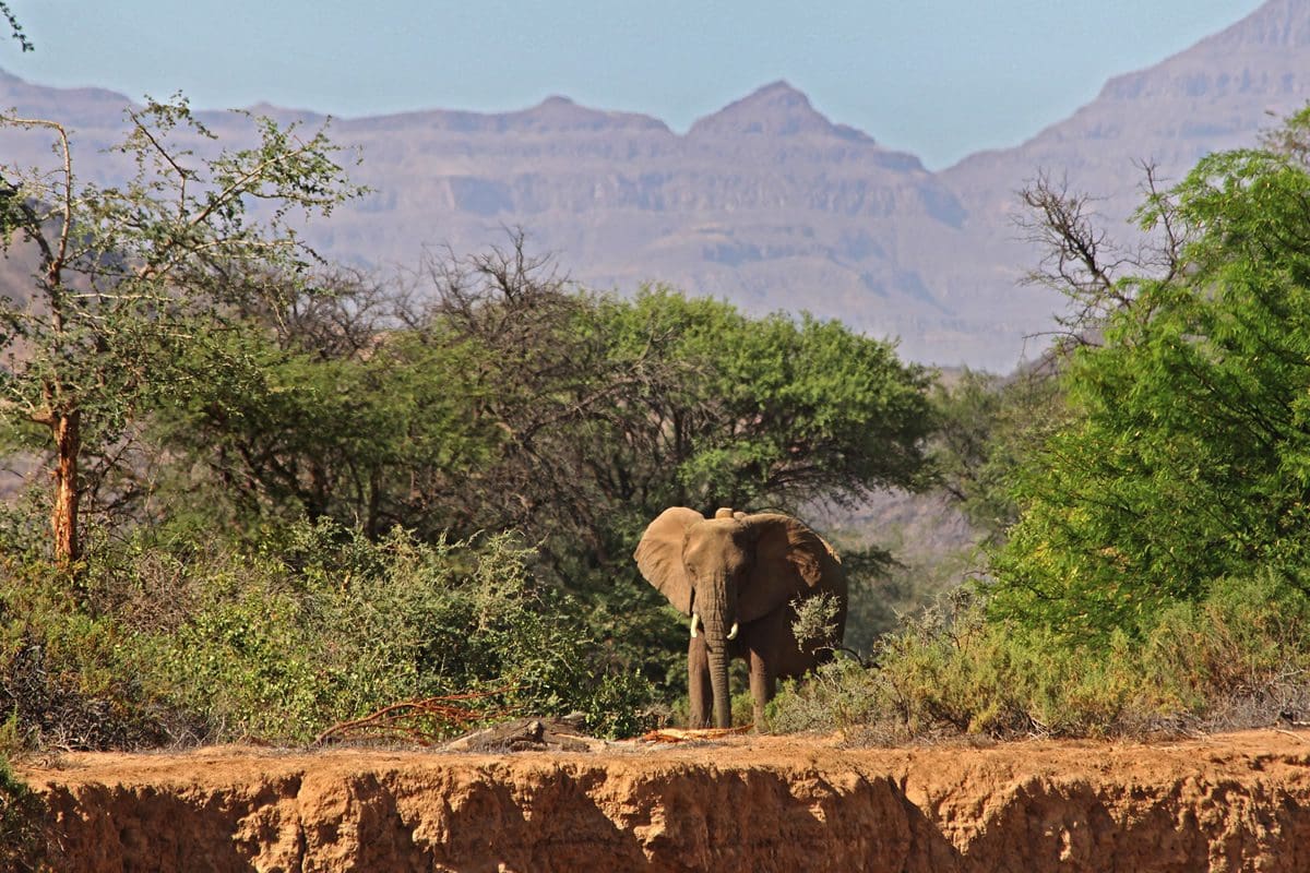 Desert-adapted elephant - Namibia Tourism Board/Vicki Brown/Solimar International