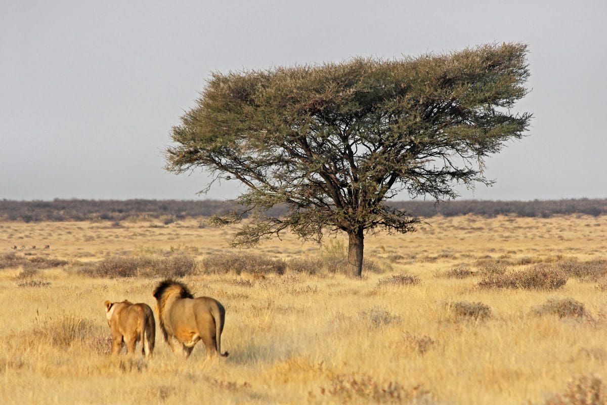 Lion and lioness in Etosha National Park - Namibia Tourism Board/James McCaul/Solimar International