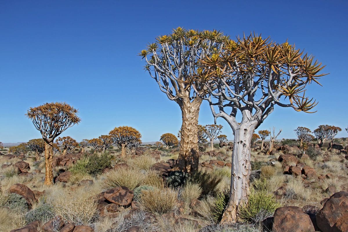 Quiver Tree Forest - Namibia Tourism Board/Jim McCaul/Solimar International