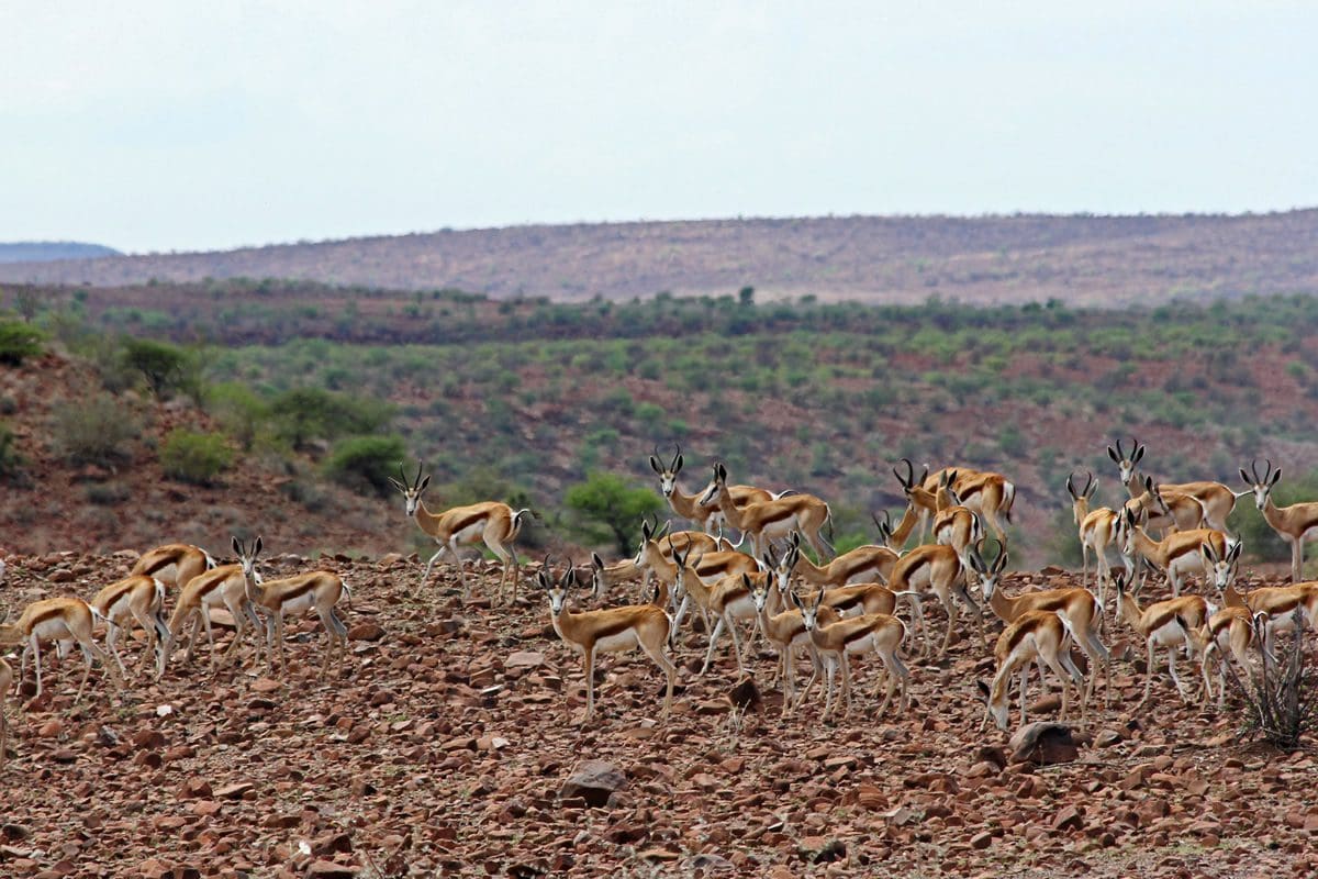 Springbok in Damaraland - Namibia Tourism Board/Vicki Brown/Solimar International