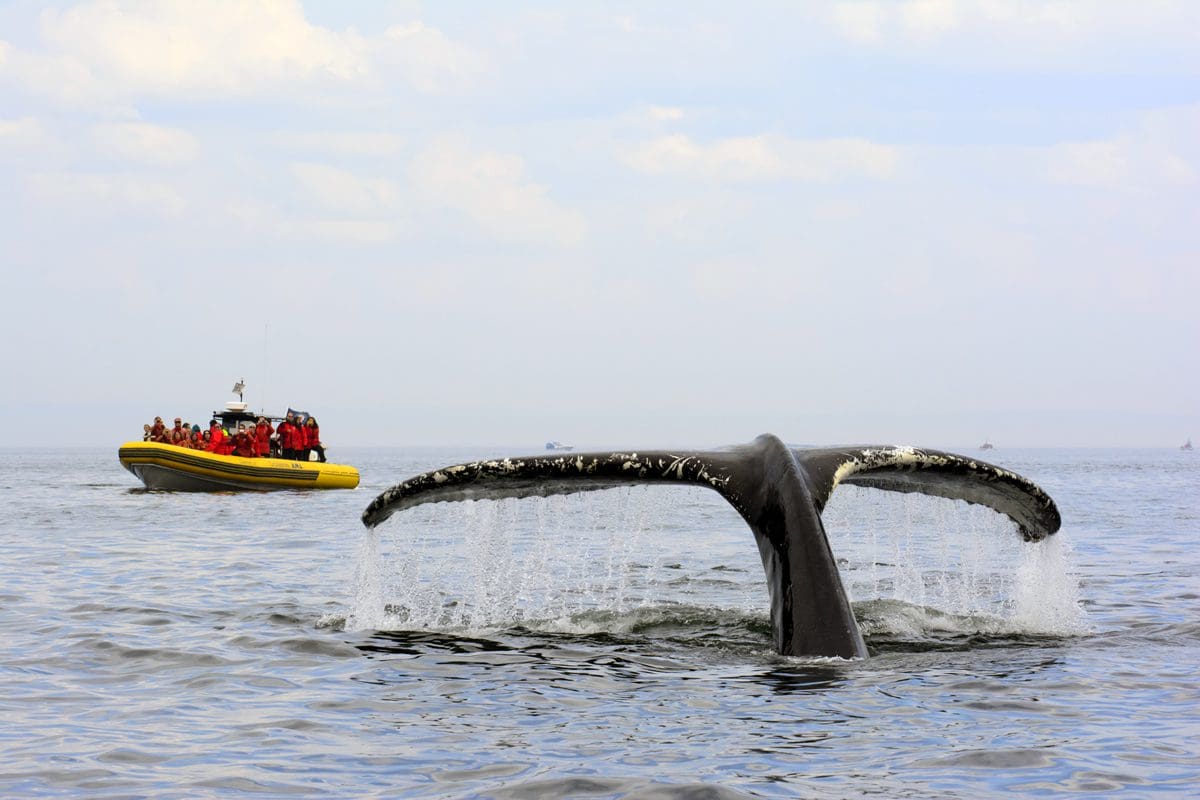 St Lawrence River whale watching - Quebec Tourism/Marc Loiselle