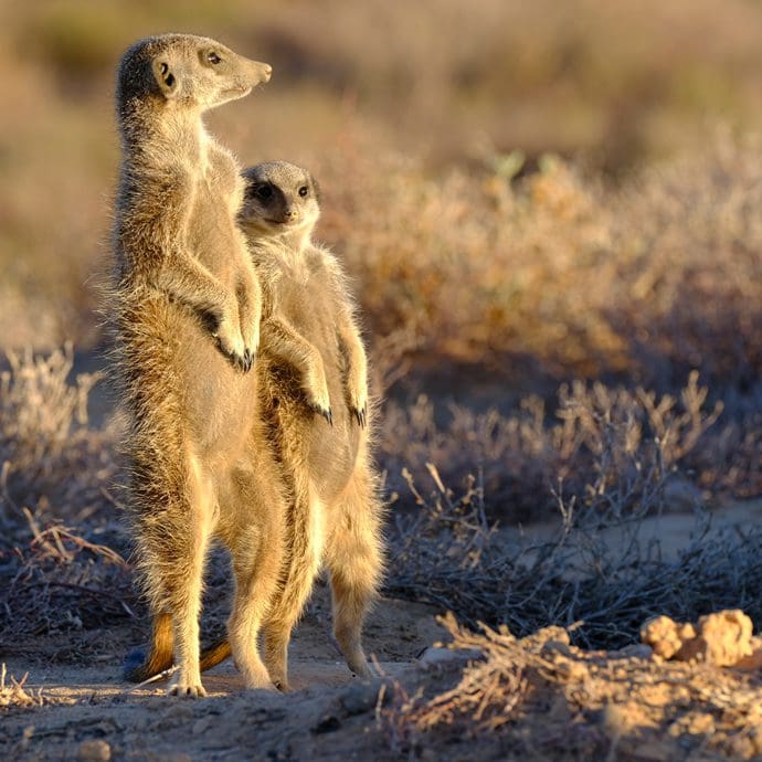 Two meerkats in Oudtshoorn Two meerkats in Oudtshoorn