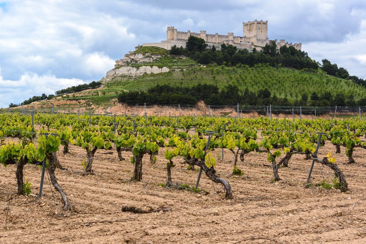 Vineyard with Castle Penafiel in the Valladolid Province of Spain