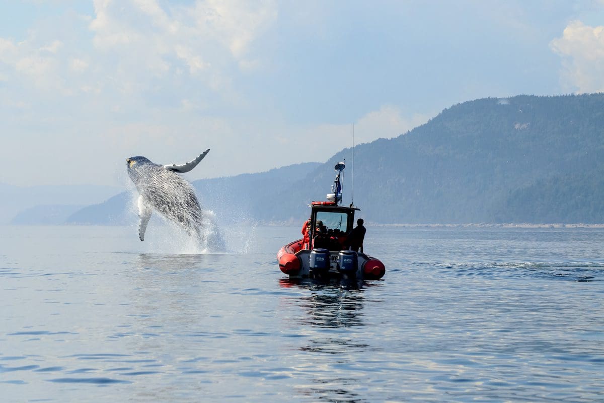 Whale watching in St Lawrence River - Quebec Tourism/Marc Loiselle