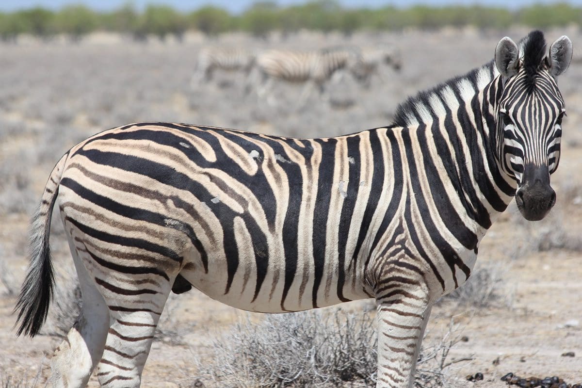 Zebra in Etosha - Namibia Tourism Board/David Brown/Solimar International