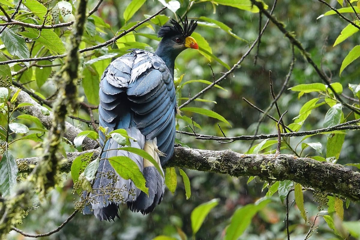Great blue turaco in the trees of Rwanda's rainforests