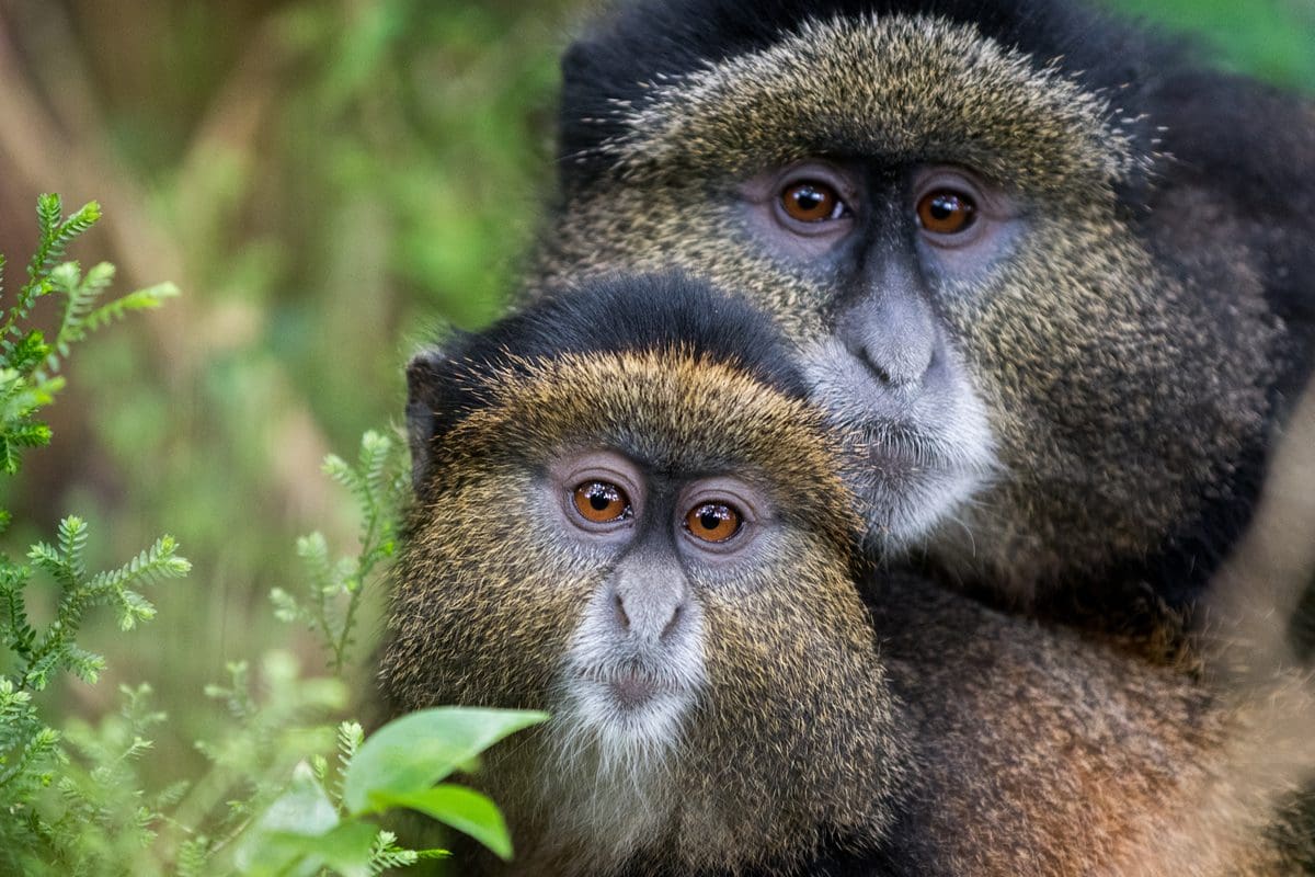 Mother and baby golden monkeys in Volcanoes National Park, Rwanda
