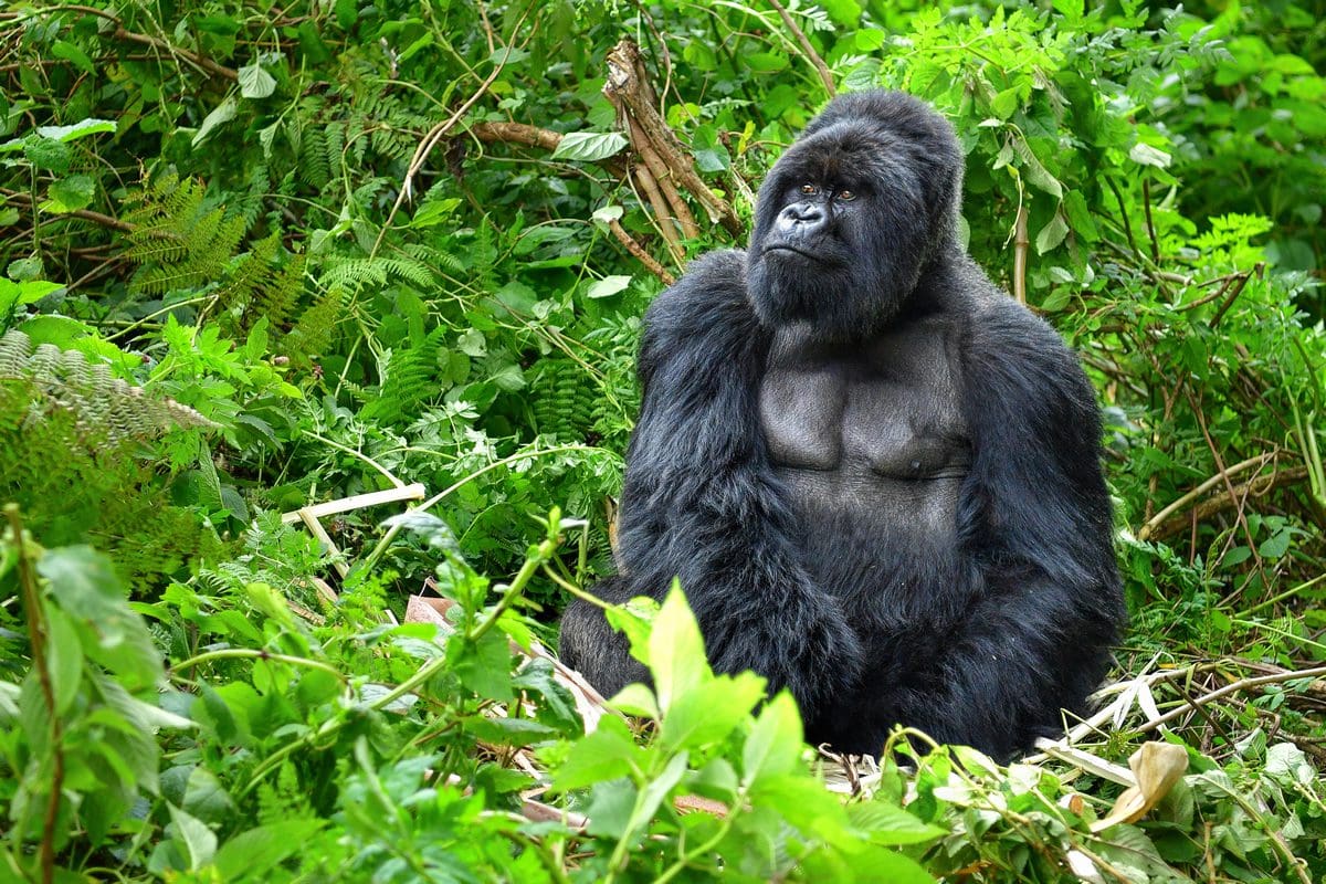 Silverback mountain gorilla in the rainforests of Rwanda